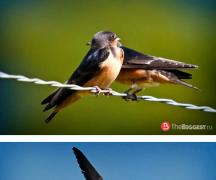 Самые известные перелётные птицы России Когда улетают птицы: сроки миграции