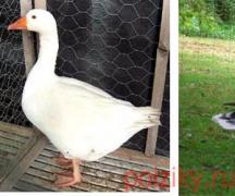 Features of breeding geese at home for beginners
